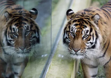 Dan Kitwood/Getty Images