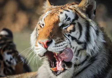 Marc Piscotty/Getty Images