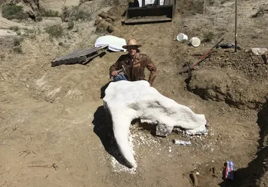 Photo via Fossil Excavators