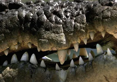 Ian Waldie/Getty Images