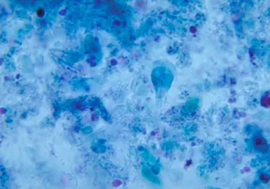 Smith Collection/Gado/Getty Images