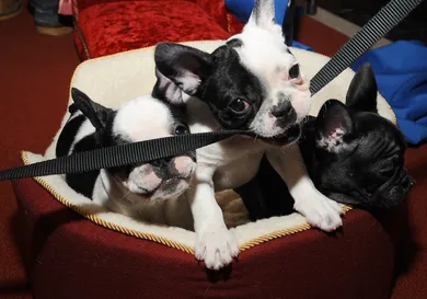 Gary Gershoff/Getty Images