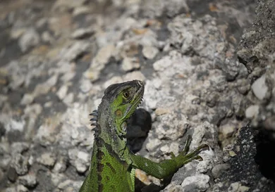 Joe Raedle/Getty Images