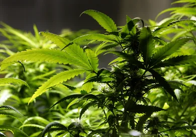 Christopher Furlong/Getty Images