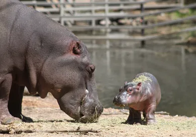 Handout / Getty Images
