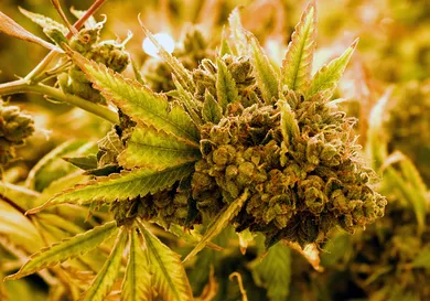 Ethan Miller/Getty Images