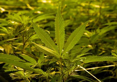 Ethan Miller / Getty Images