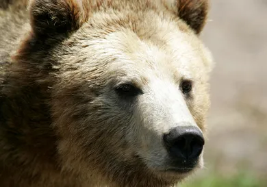 Justin Sullivan/Getty Images