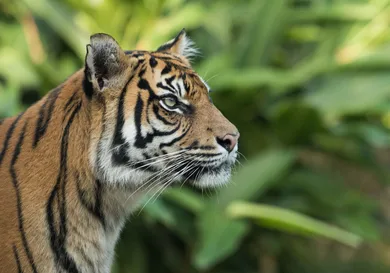 Mark Kolbe/Getty Images