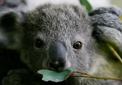 Ian Waldie/Getty Images