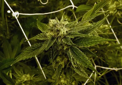 Ethan Miller/Getty Images