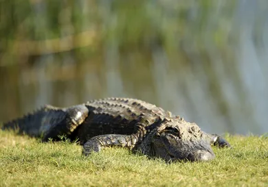 Chris Graythen/Getty Images