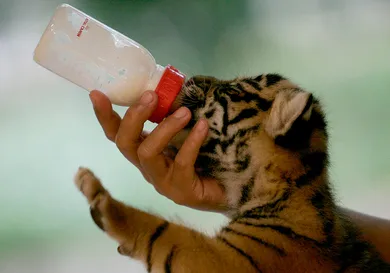 Dimas Ardian/Getty Images