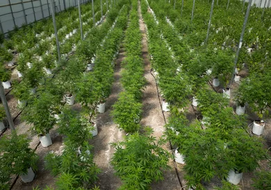 Drew Angerer/Getty Images