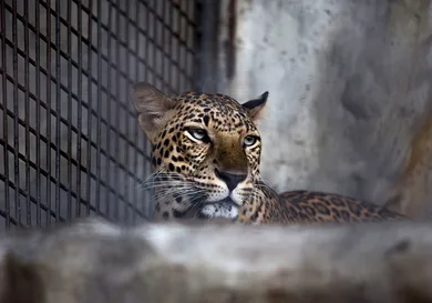 Taylor Weidman/Getty Images