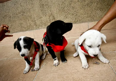 Ulet Ifansasti/Getty Images