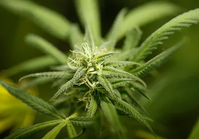 David McNew/Getty Images