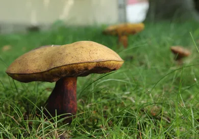 Sean Gallup/Getty Images