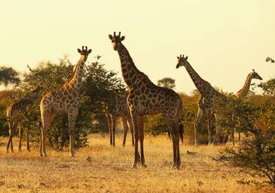 Cameron Spencer/Getty Images