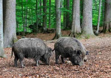 Arterra/Universal Images Group via Getty Images