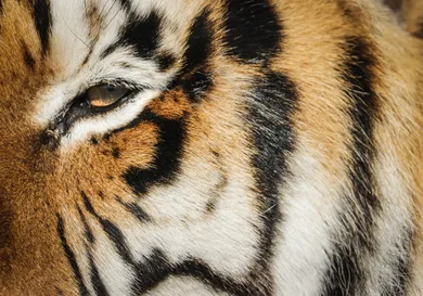 Marc Piscotty/Getty Images