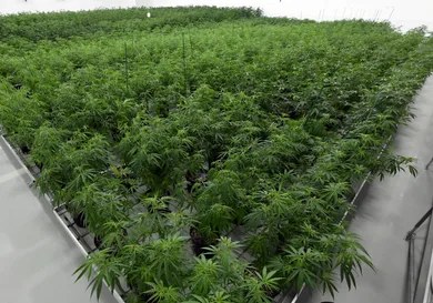 Ethan Miller/Getty Images