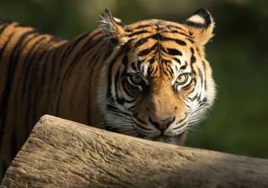 Mark Kolbe/Getty Images