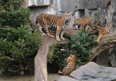 Sean Gallup / Getty Images