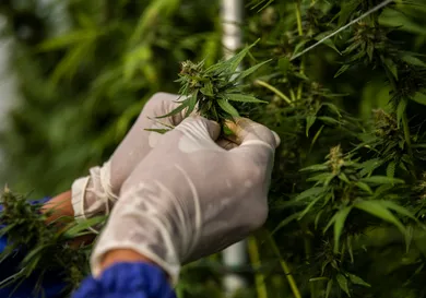 (Lauren DeCicca/Getty Images)