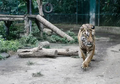 Putu Sayoga/Getty Images