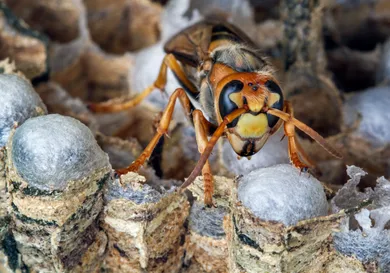 Arterra/Universal Images Group via Getty Images