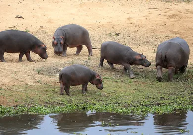 Jan Kruger/Getty Images