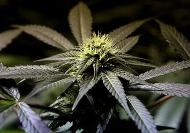 Justin Sullivan/Getty Images