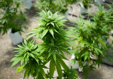 Drew Angerer/Getty Images