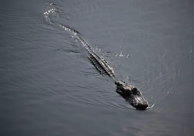 Joe Raedle/Getty Images