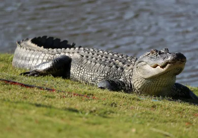 Chris Graythen/Getty Images