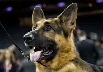 Drew Angerer/Getty Images