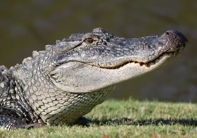 Chris Graythen/Getty Images