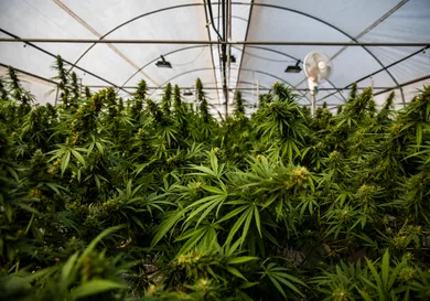 Lauren DeCicca/Getty Images