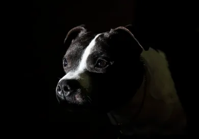 Drew Angerer/Getty Images