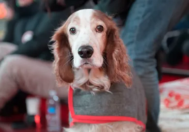Noam Gala/ gettyimages