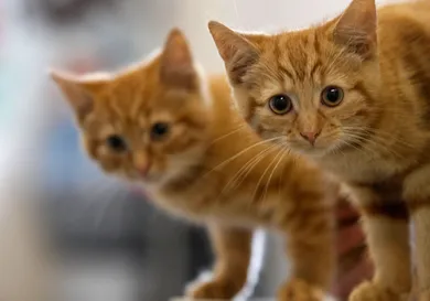 Christopher Furlong/Getty Images