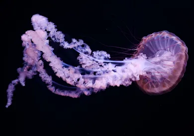 PHILIPPE LOPEZ/AFP/Getty Images