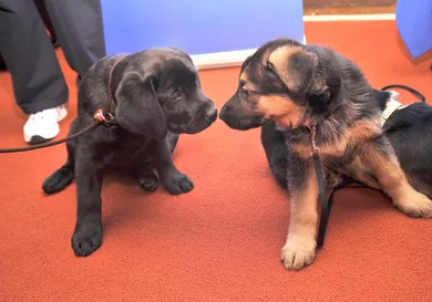 Gary Gershoff/Getty Images for AKC