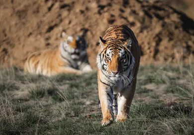 Marc Piscotty/Getty Images