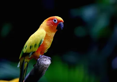 Francois Nel/Getty Images