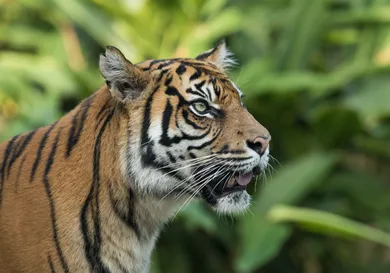 Mark Kolbe/Getty Images