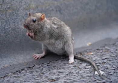 Sean Gallup / Getty Images