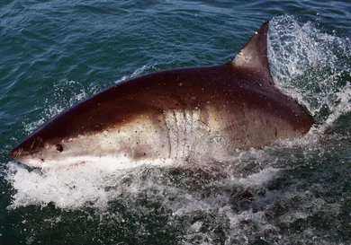 Dan Kitwood / Getty Images