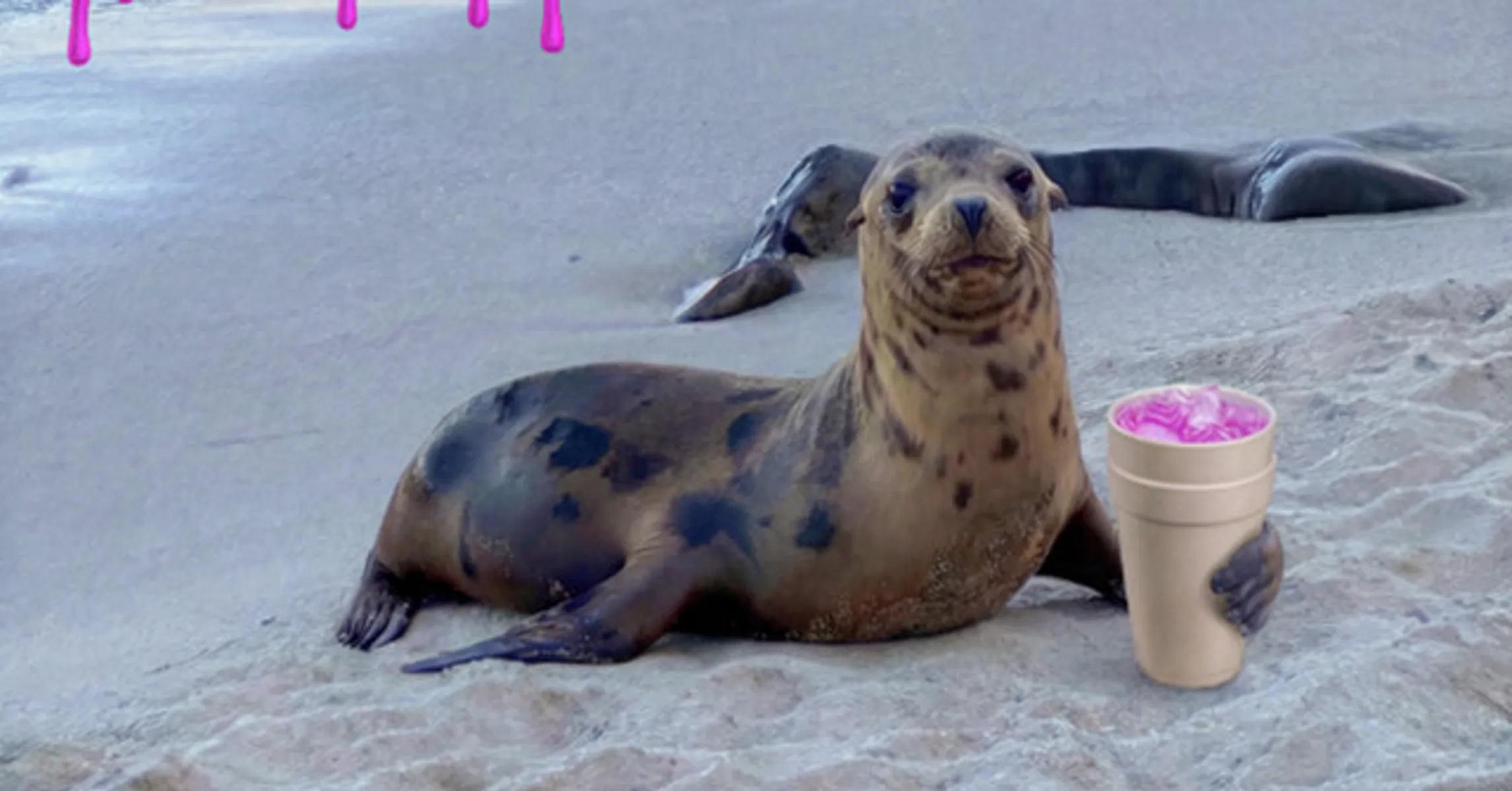 i <3 seals – Song by bleood